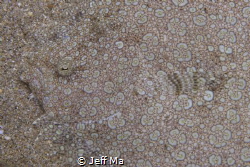 Peacock flounder close-up - Amazing Camouflage by Jeff Ma 